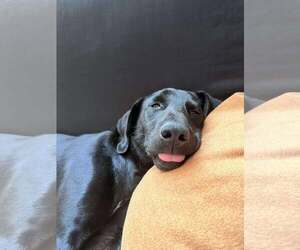 Labrador Retriever-Unknown Mix Dogs for adoption in Westwood, NJ, USA