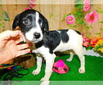 Small Photo #2 Border Collie Puppy For Sale in HAMMOND, IN, USA
