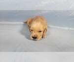 Small #7 Golden Retriever