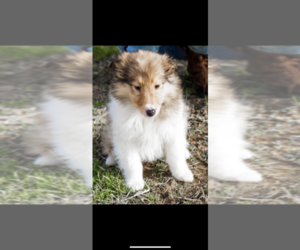Collie Puppy for sale in PORTLAND, IN, USA