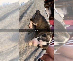 American Staffordshire Terrier-Siberian Husky Mix Puppy for sale in PROVIDENCE, RI, USA