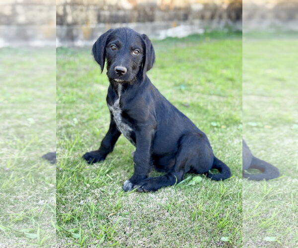 Medium Photo #3 Labrador Retriever-Unknown Mix Puppy For Sale in PIPE CREEK, TX, USA