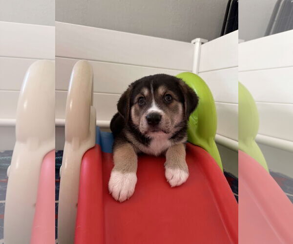 Medium Photo #8 Great Pyrenees-Unknown Mix Puppy For Sale in Houston, TX, USA
