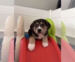 Small #7 Great Pyrenees Mix