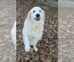 Small #1 Great Pyrenees Mix