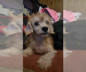 Poodle (Toy)-Unknown Mix Dogs for adoption in Oakhurst, NJ, USA