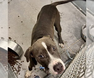 American Pit Bull Terrier Dogs for adoption in Tavares, FL, USA