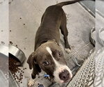 Small American Pit Bull Terrier