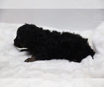 Small #45 Cockapoo