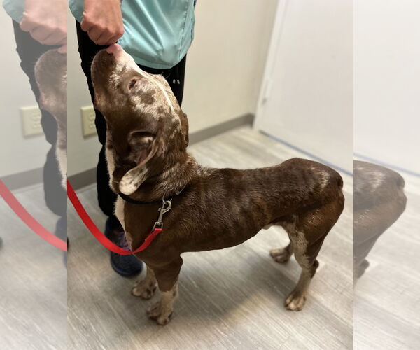 Medium Photo #4 Catahoula Leopard Dog-Unknown Mix Puppy For Sale in Rural Hall, NC, USA