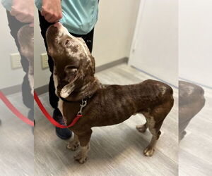 Jasper - Male Catahoula Leopard Dog-Unknown Mix Dog for Adoption - Photo #4