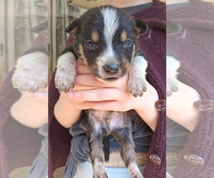 Mutt Dogs for adoption in Holly Springs, NC, USA