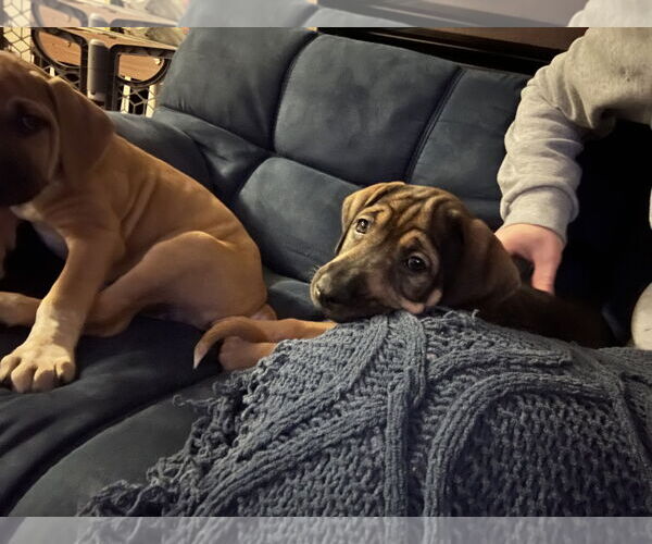 Medium Photo #4 Mutt Puppy For Sale in Plainfield, IL, USA