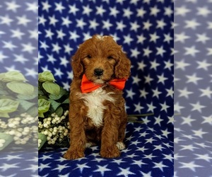 Goldendoodle (Miniature) Puppy for sale in QUARRYVILLE, PA, USA