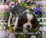 Small #4 Cavalier King Charles Spaniel