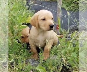 Labrador Retriever Puppy for sale in TWIN FALLS, ID, USA
