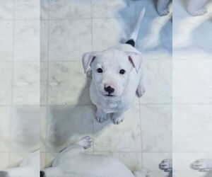 Labrador Retriever-Unknown Mix Dogs for adoption in Rockaway, NJ, USA