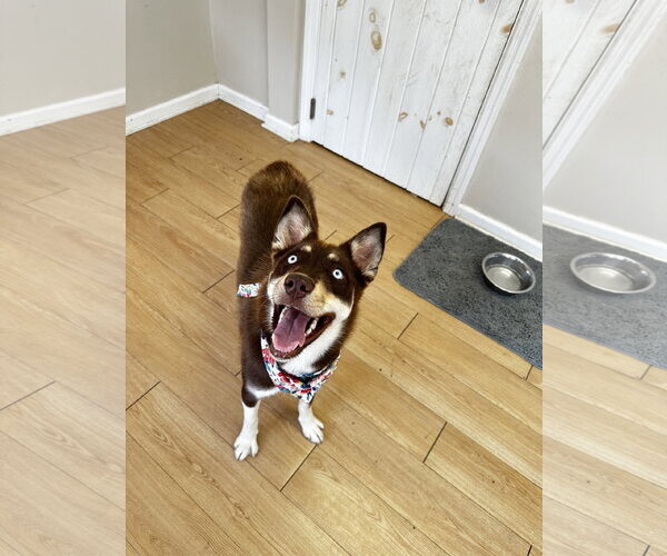 Medium Photo #6 Australian Kelpie-Siberian Husky Mix Puppy For Sale in Rockaway, NJ, USA