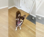 Small #5 Australian Kelpie-Siberian Husky Mix