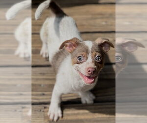 Miso - Male Mutt Dog for Adoption - Photo #5