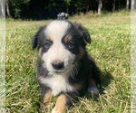 Puppy DOMINO Miniature Australian Shepherd