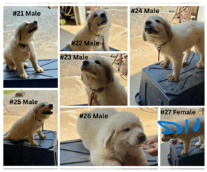 Great Pyrenees Puppy for sale in RUTHER GLEN, VA, USA