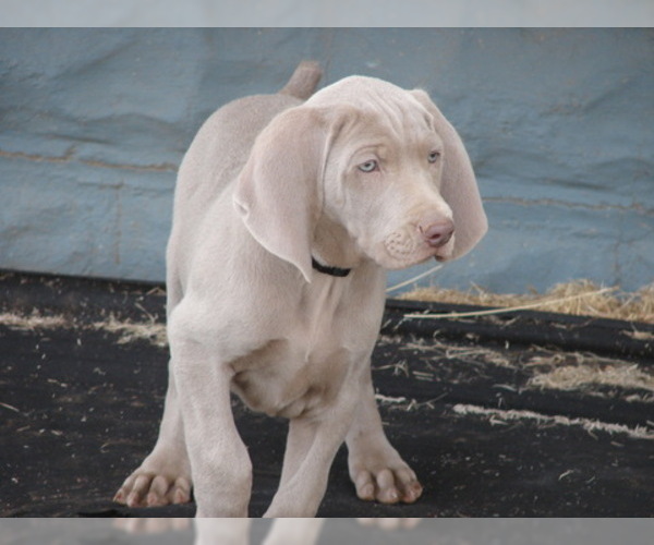 Medium Photo #4 Weimaraner Puppy For Sale in AMORITA, OK, USA