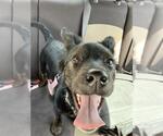 Small Labrador Retriever Mix