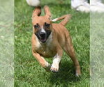 Small #1 Mutt