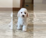 Small #3 Bichon Frise