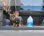 Small #4 French Bulldog