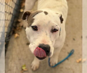 Mutt Dogs for adoption in Tulsa, OK, USA