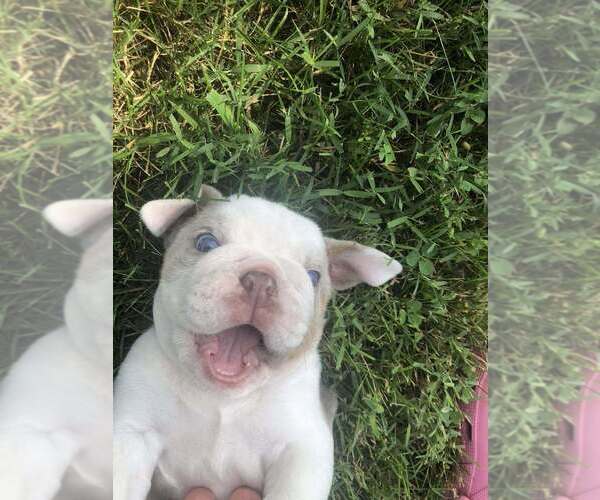 Medium Photo #5 Bulldog Puppy For Sale in OAK HILL, OH, USA