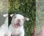 Small #4 Bulldog