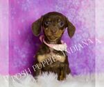 Puppy Amythest Dachshund