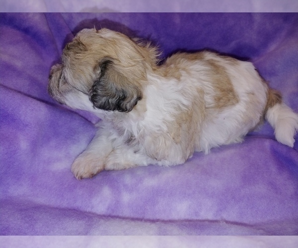 Medium Photo #9 Havachon Puppy For Sale in WINSTON SALEM, NC, USA