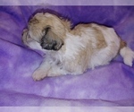 Small Photo #9 Havachon Puppy For Sale in WINSTON SALEM, NC, USA