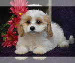 Small #1 Cavachon