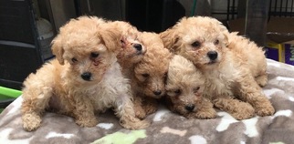 Poodle (Toy) Puppy for sale in CICERO, IL, USA