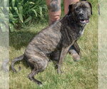 Small #5 Mastador