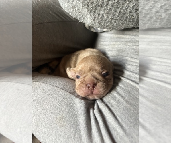 Medium Photo #12 Frenchie Pug Puppy For Sale in BLOOMINGTON, IL, USA
