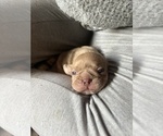 Small Photo #12 Frenchie Pug Puppy For Sale in BLOOMINGTON, IL, USA