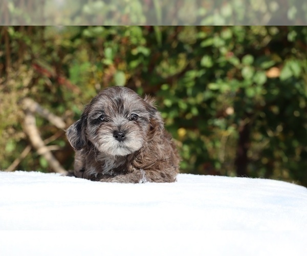 Medium Photo #23 ShihPoo Puppy For Sale in DYERSBURG, TN, USA