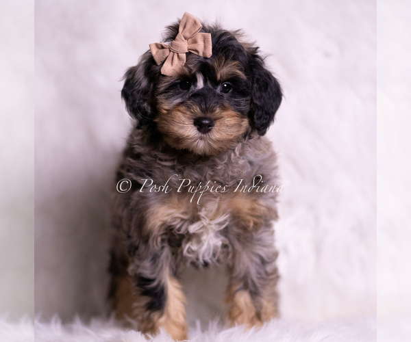 Medium Photo #2 Goldendoodle (Miniature) Puppy For Sale in WARSAW, IN, USA