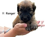 Puppy Puppy 6 Soft Coated Wheaten Terrier