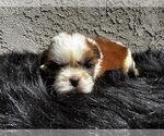 Small #15 Shih Tzu