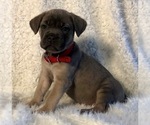 Small Photo #21 Cane Corso Puppy For Sale in HESPERIA, CA, USA