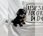 Mira - Female Bernedoodle Puppy for Sale - Photo #4