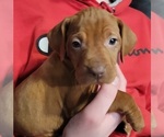 Small Photo #4 Vizsla Puppy For Sale in NEW YORK MILLS, MN, USA