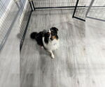 Small #3 Australian Shepherd